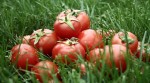 Eight Surprising and Amazing Health Benefits of Tomatoes
