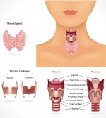 Thyroid Problems: Symptoms and Signs