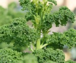 Essential Benefits of Leafy Vegetable Kale